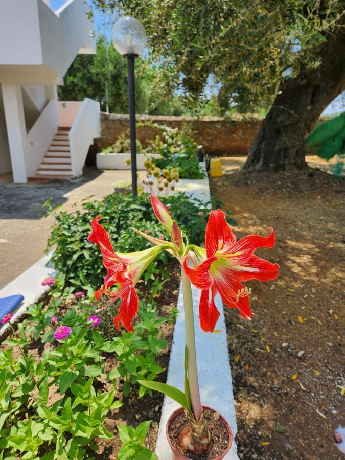Casa Vacanza Maria Antonieta Marina di Camerota Exterior foto